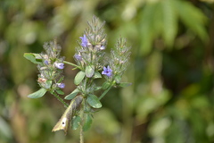 Haplanthodes verticillatus
